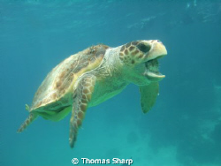 Loggerhead Turtle with puffer in mouth by Thomas Sharp 